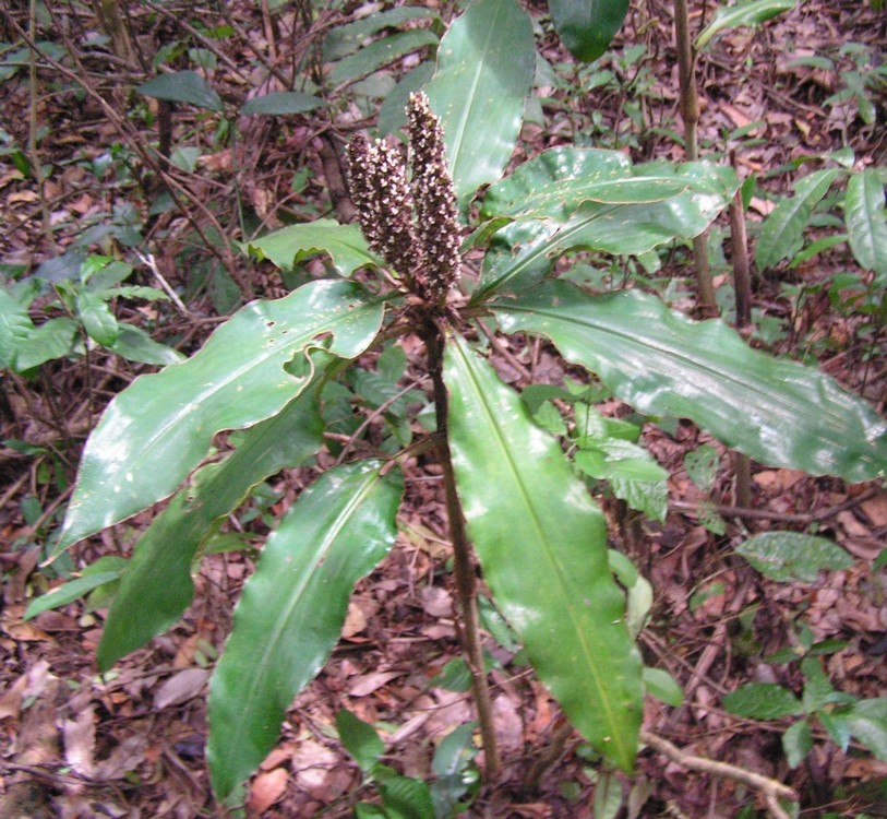 Palisota schweinfurthii