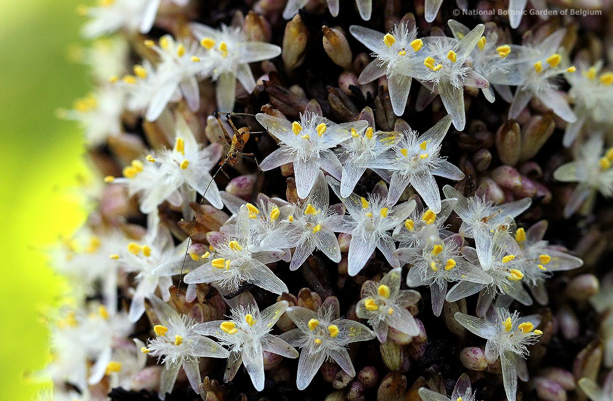 Palisota schweinfurthii