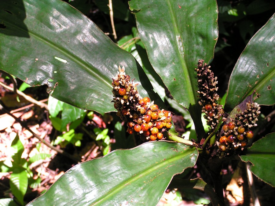 Palisota schweinfurthii