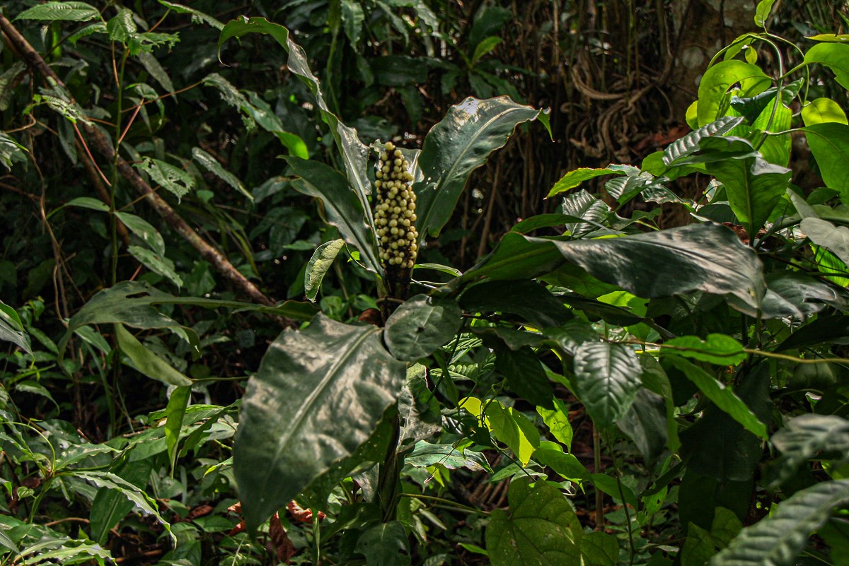 Palisota schweinfurthii