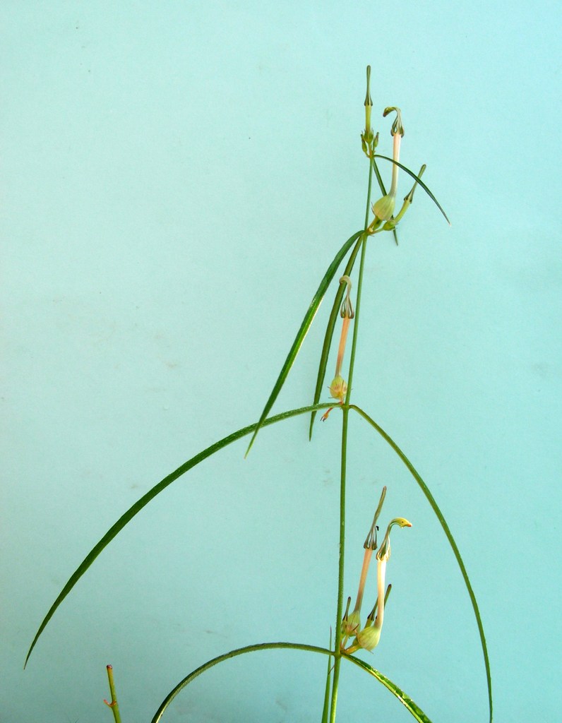 Ceropegia achtenii subsp. adolfi