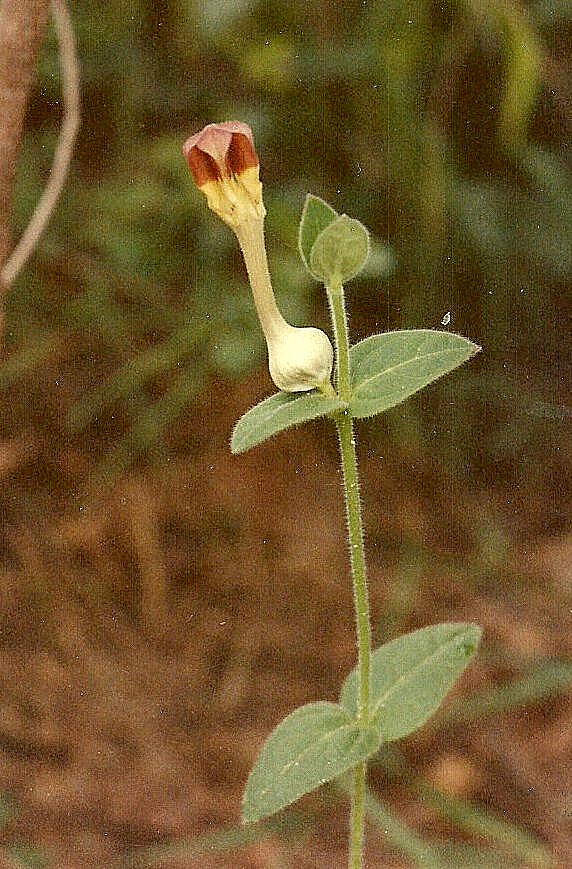 Ceropegia filipendula