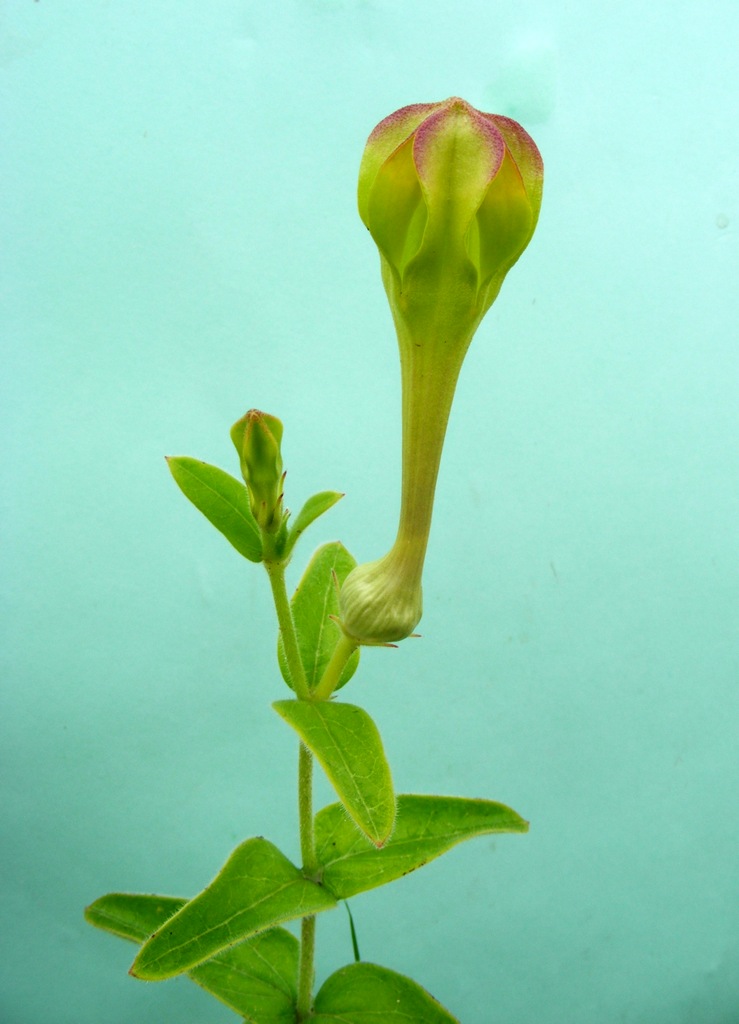 Ceropegia filipendula
