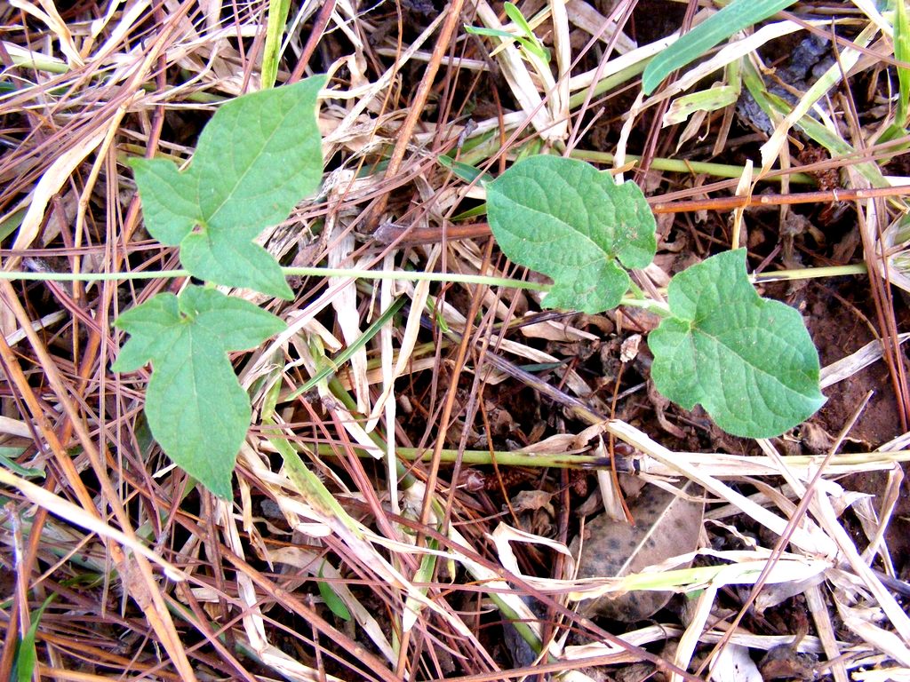 Ceropegia papillata Ceropegia papillata