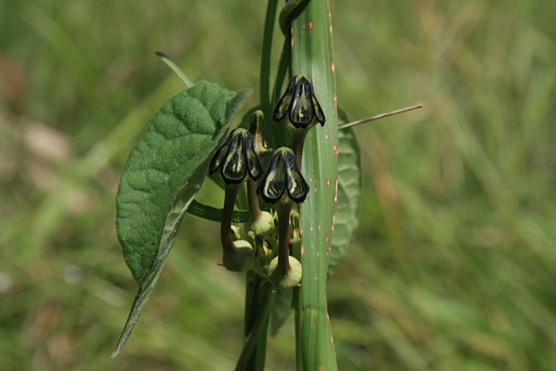 Ceropegia papillata