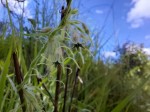 Ceropegia ringoetii