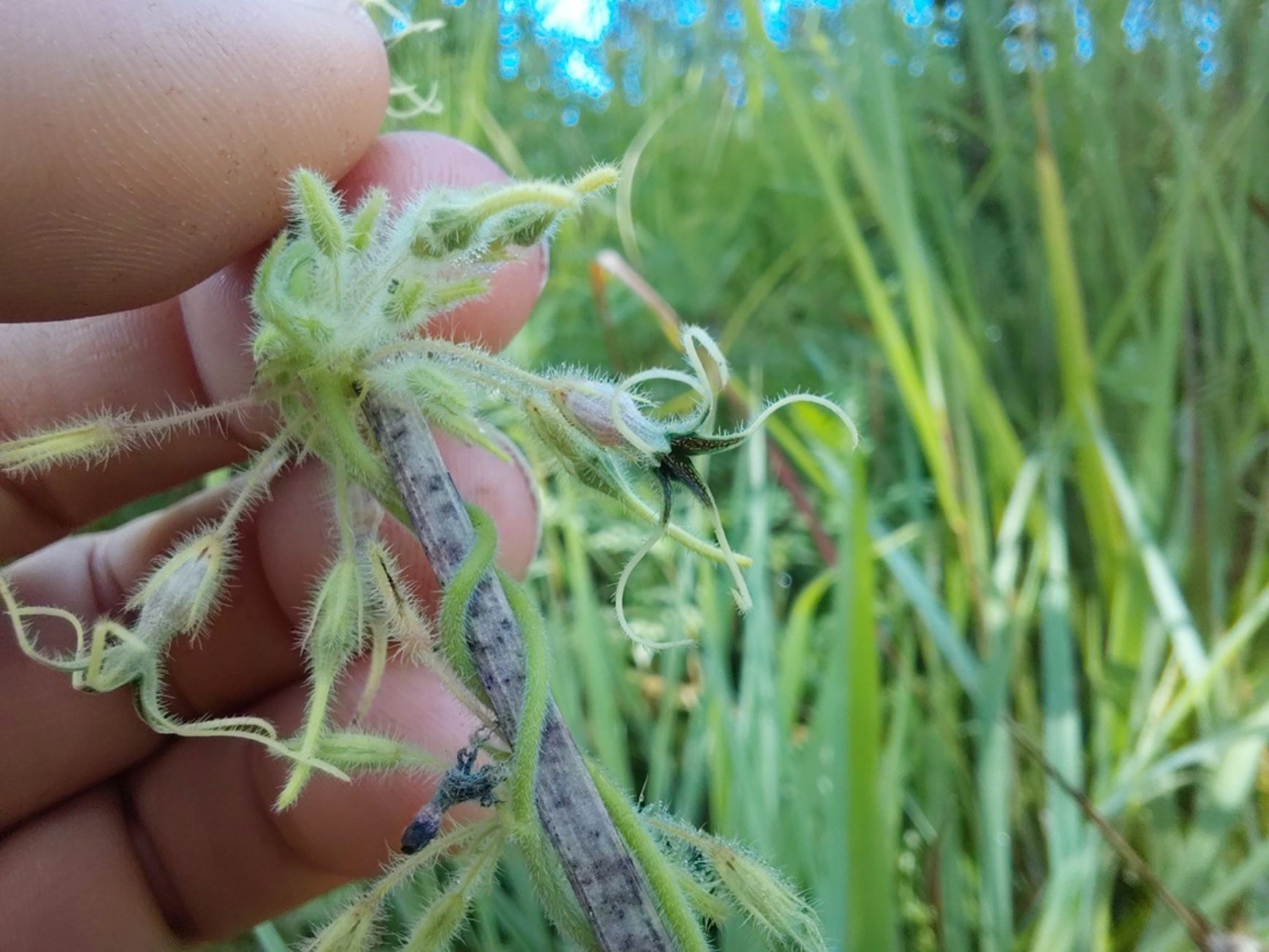 Ceropegia ringoetii Ceropegia ringoetii