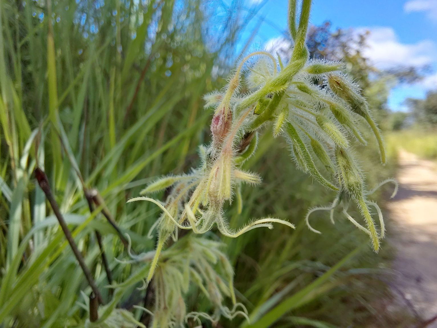 Ceropegia ringoetii Ceropegia ringoetii
