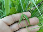 Ceropegia ringoetii