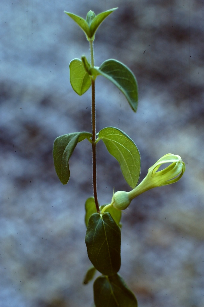 Ceropegia umbraticola