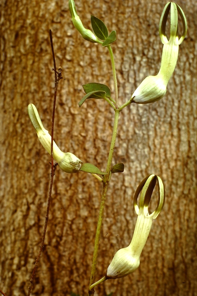 Ceropegia umbraticola Ceropegia umbraticola