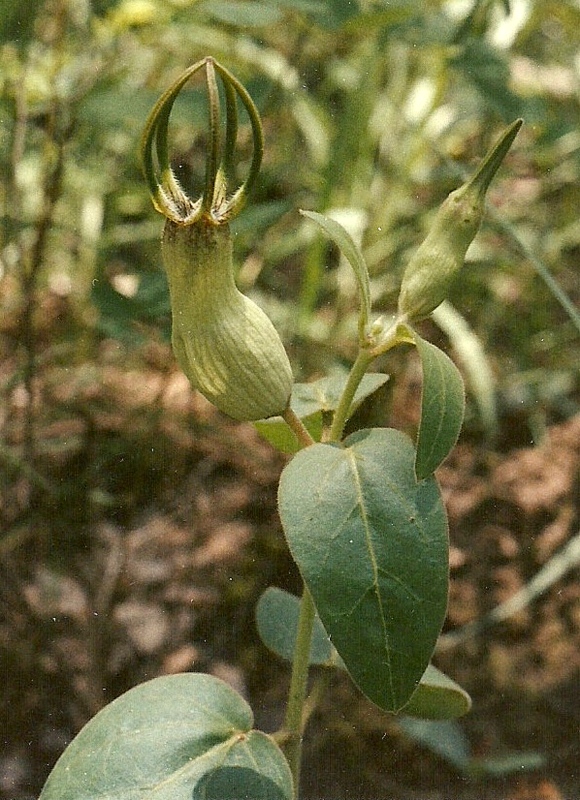Ceropegia umbraticola Ceropegia umbraticola
