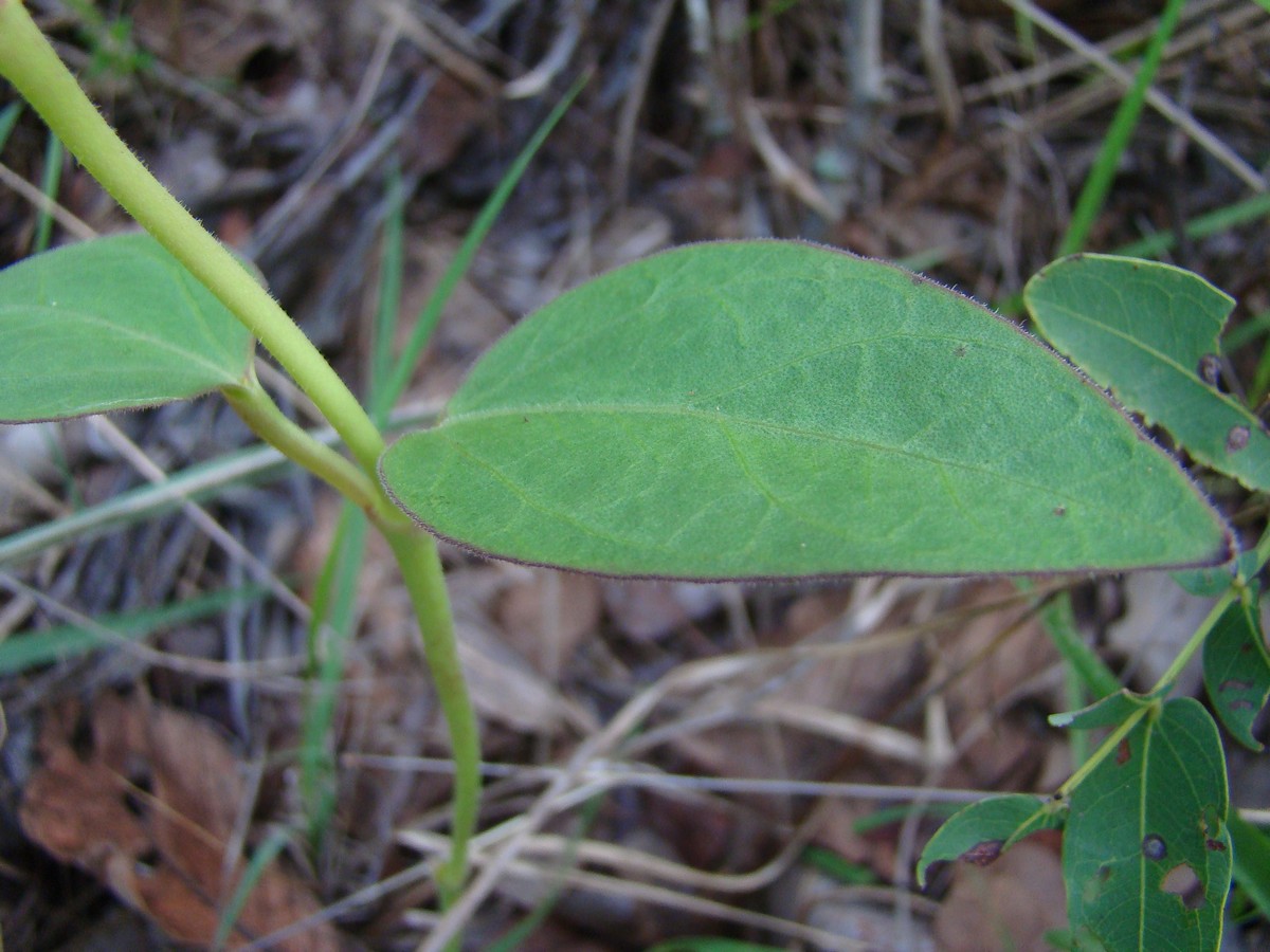 Ceropegia umbraticola Ceropegia umbraticola