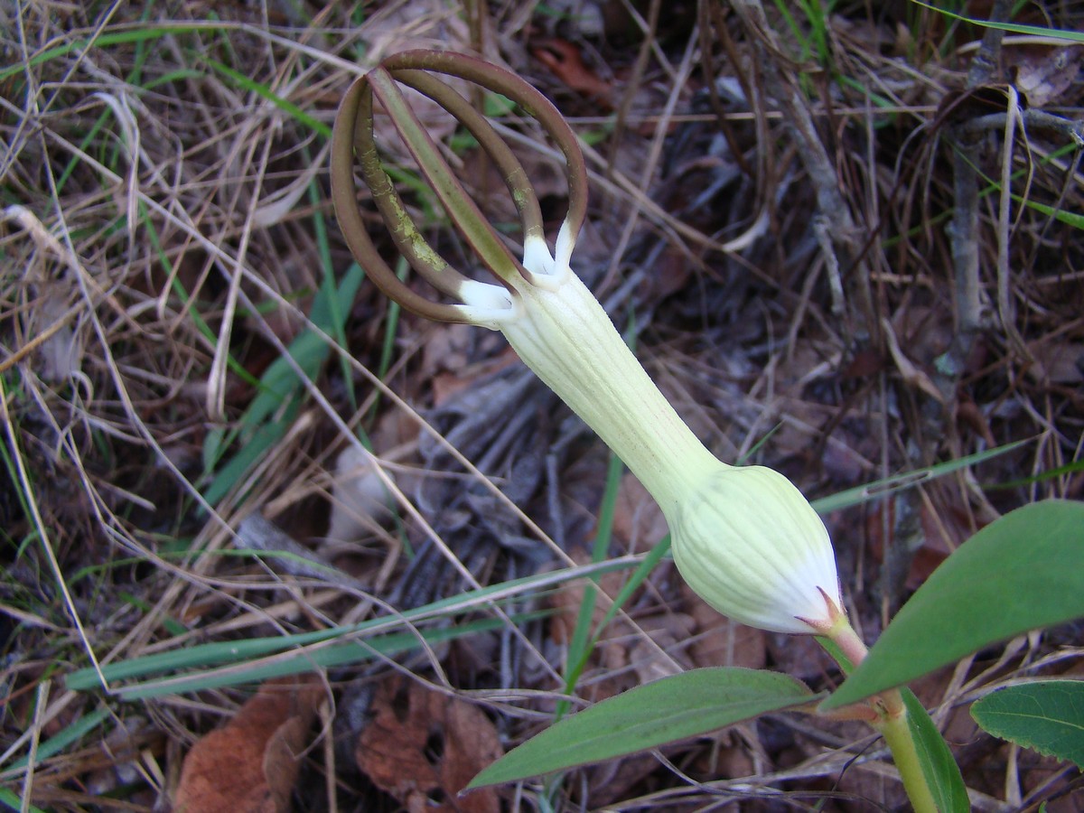 Ceropegia umbraticola