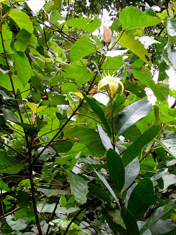 Strophanthus gardeniiflorus