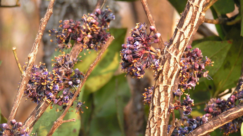 Warneckea sp. Warneckea sp.