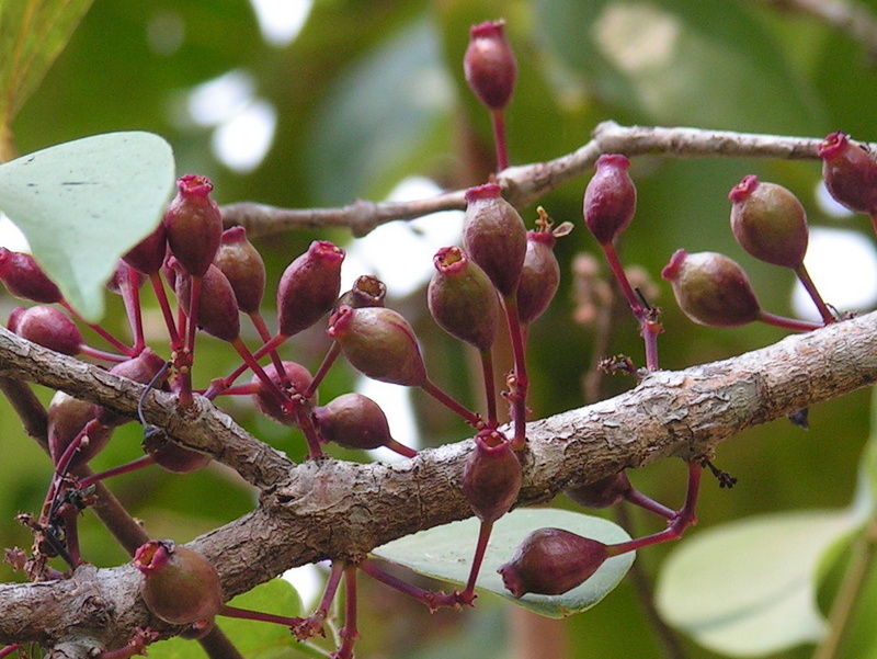 Warneckea sp. Warneckea sp.