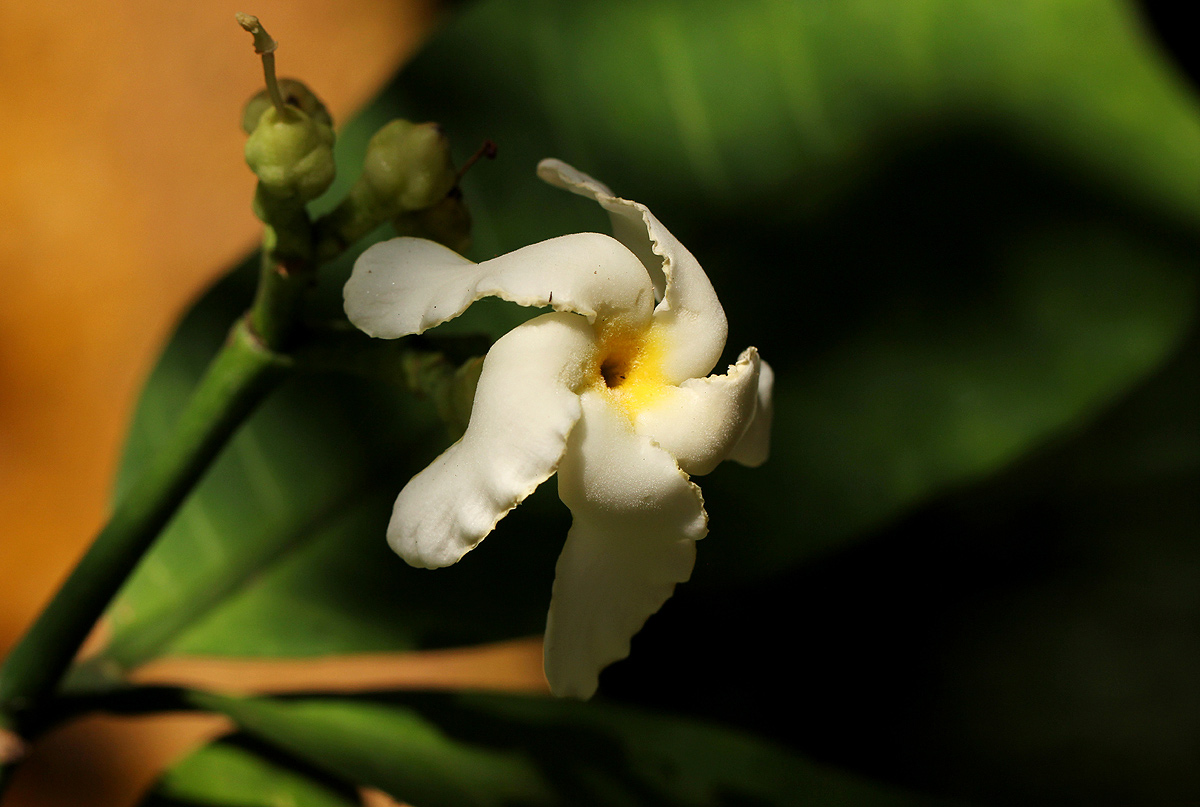 Tabernaemontana pachysiphon
