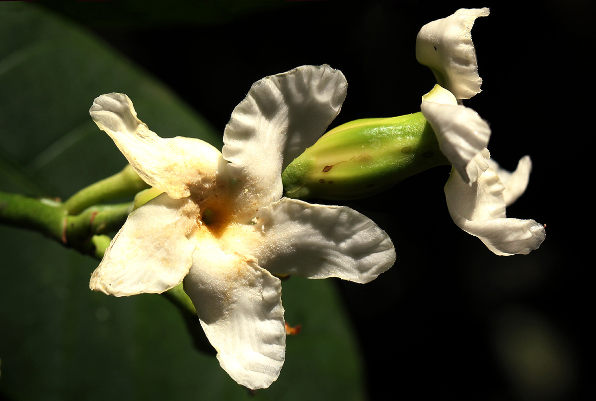 Tabernaemontana pachysiphon