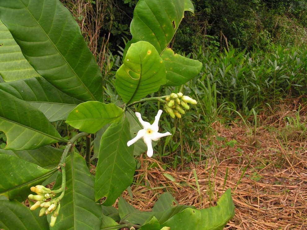 Tabernaemontana pachysiphon