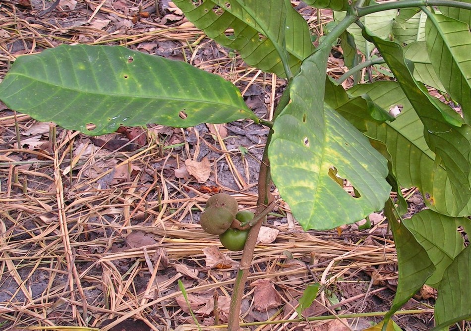 Tabernaemontana pachysiphon