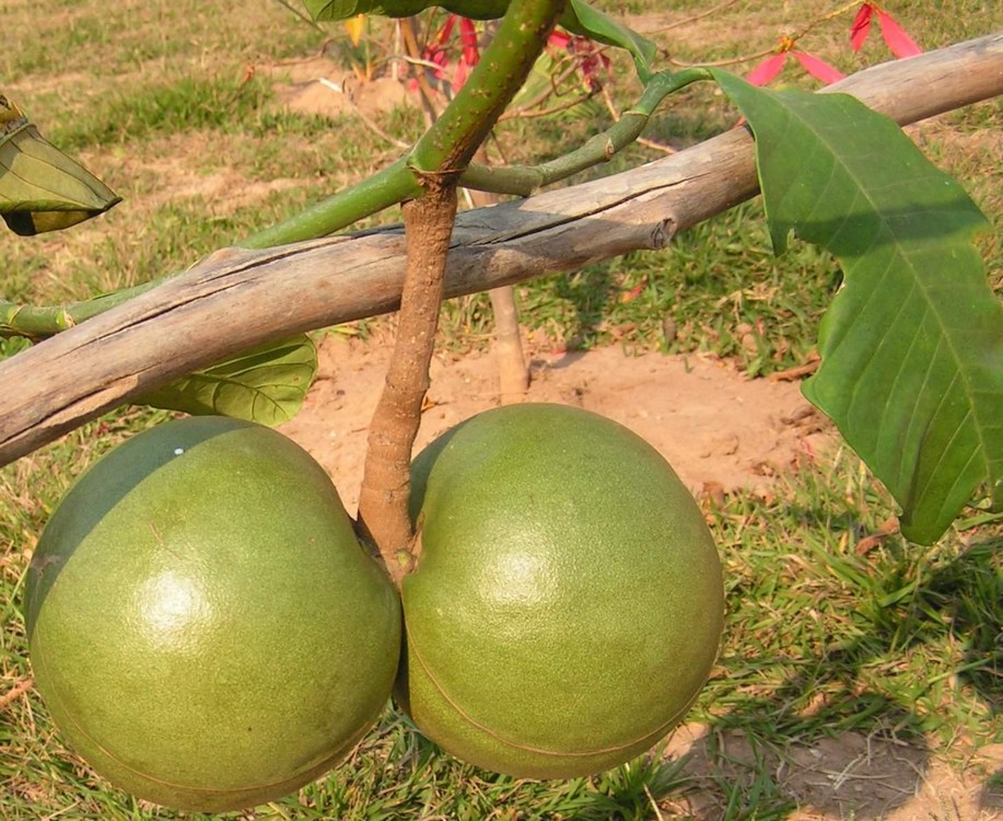 Tabernaemontana pachysiphon