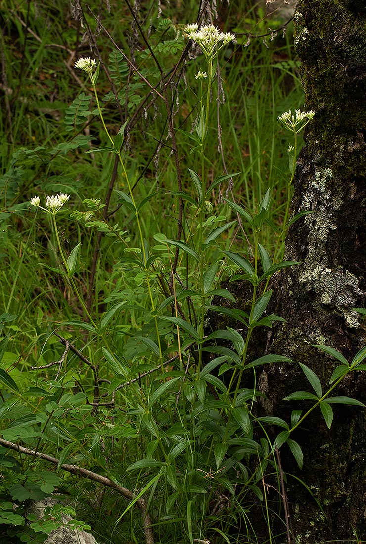 Criscianthus zambiensis