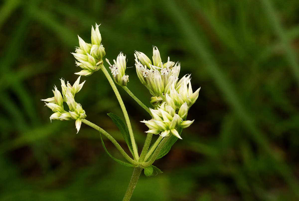 Criscianthus zambiensis Criscianthus zambiensis