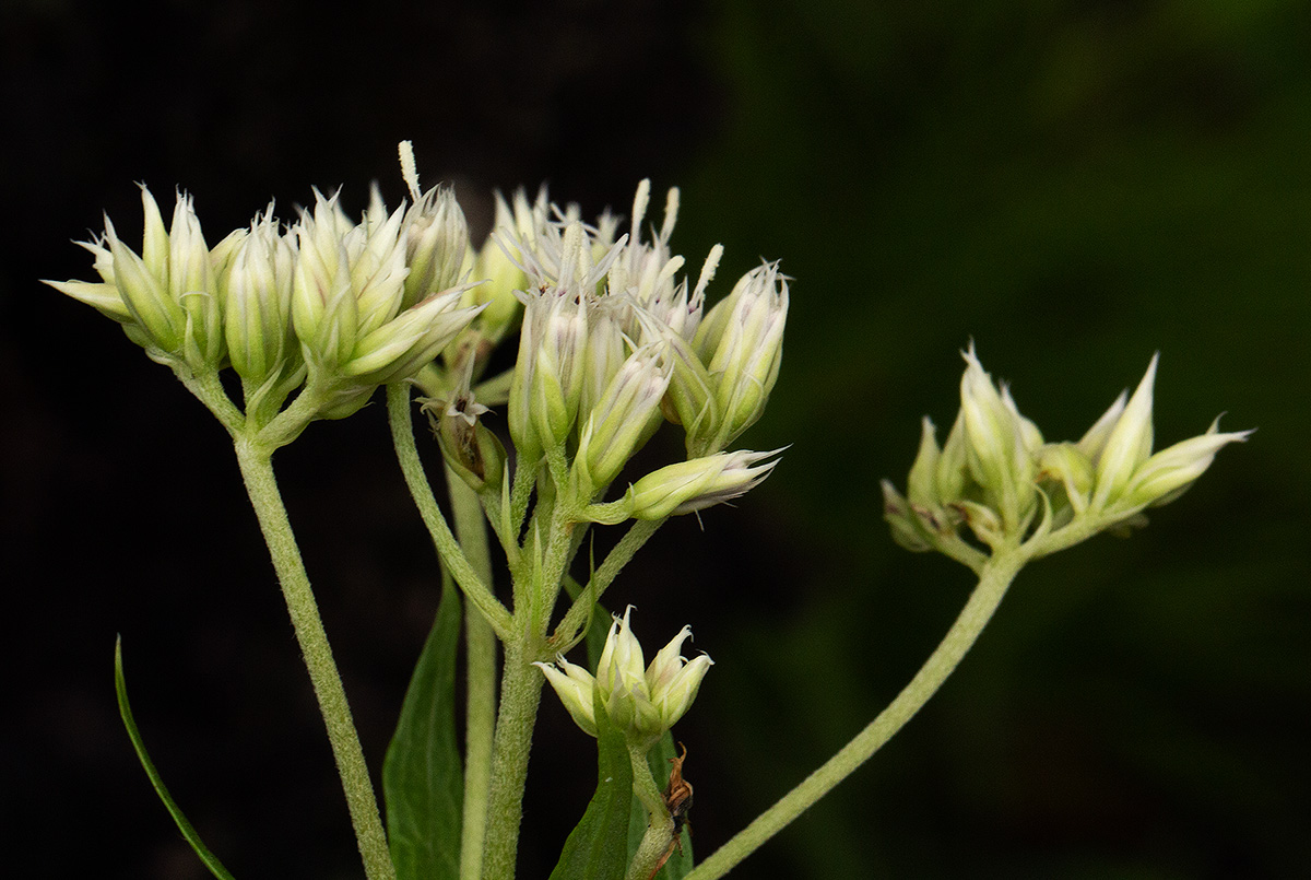 Criscianthus zambiensis