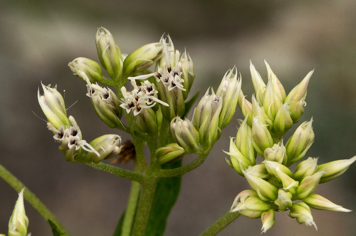 Criscianthus zambiensis
