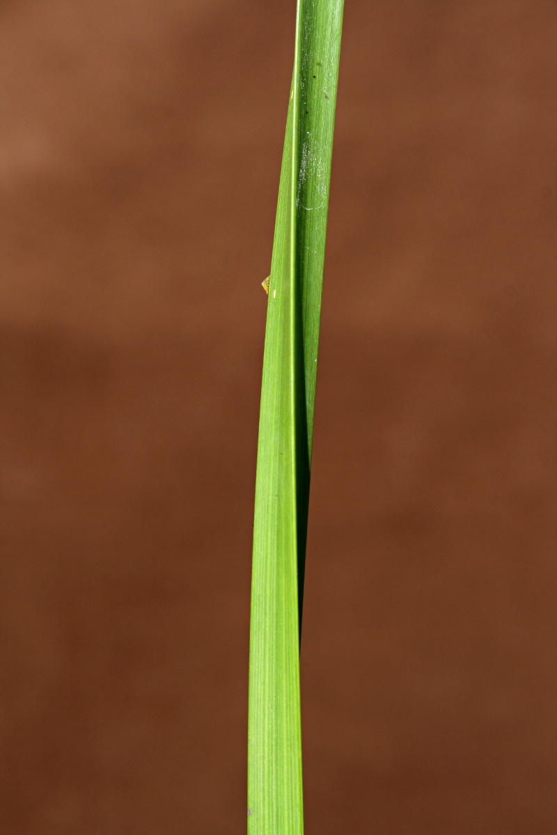 Eleocharis acutangula