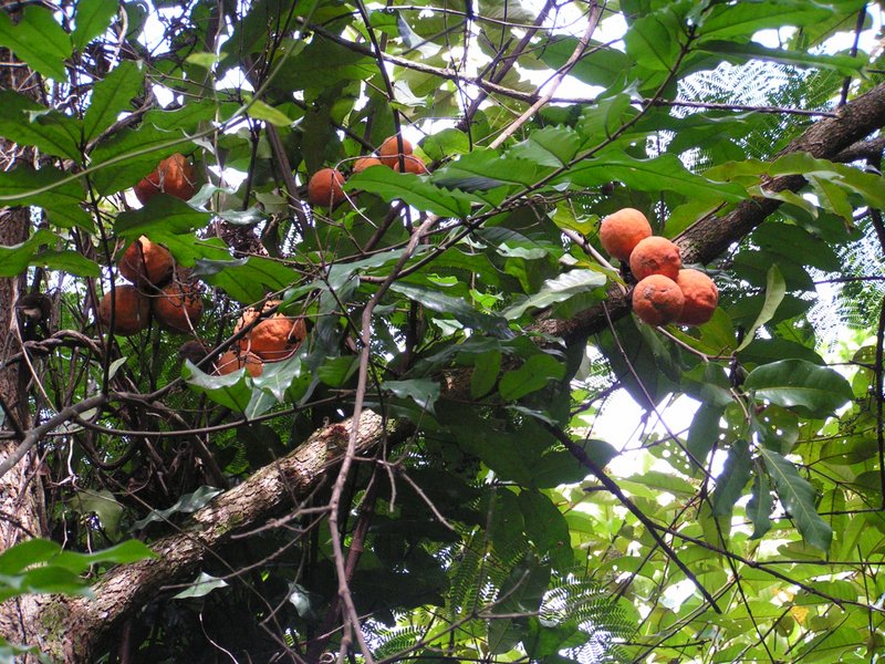 Landolphia owariensis