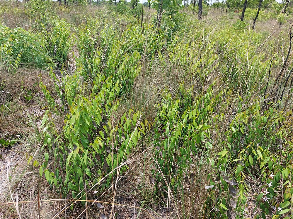 Chamaeclitandra henriquesiana Chamaeclitandra henriquesiana