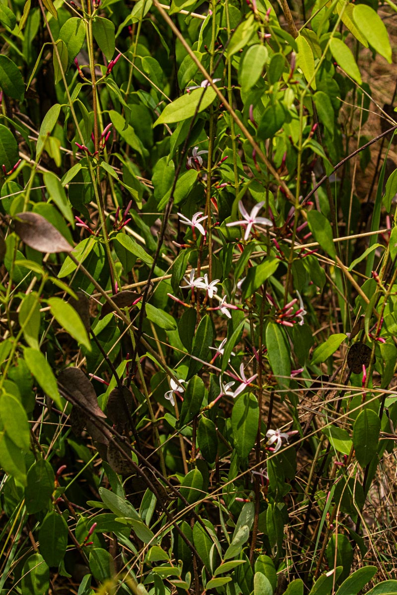 Chamaeclitandra henriquesiana Chamaeclitandra henriquesiana