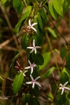 Chamaeclitandra henriquesiana