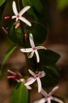Chamaeclitandra henriquesiana