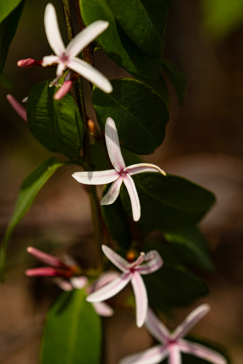 Chamaeclitandra henriquesiana Chamaeclitandra henriquesiana