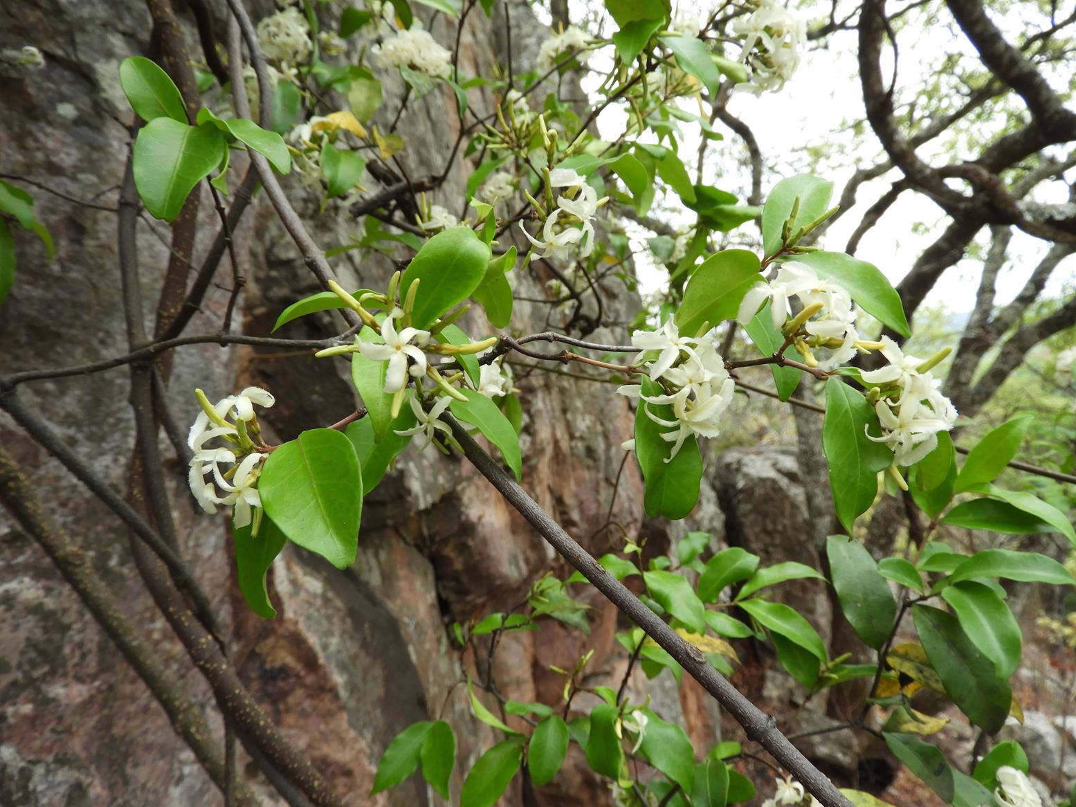 Ancylobothrys amoena