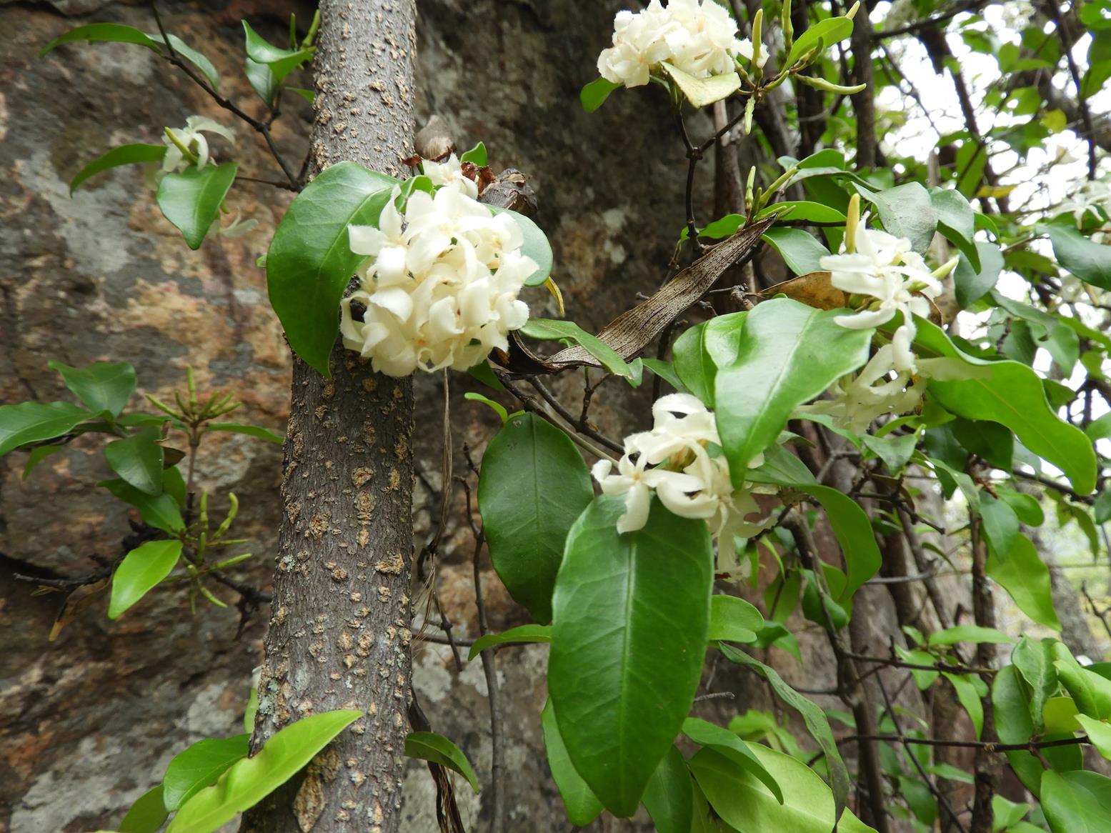 Ancylobothrys amoena