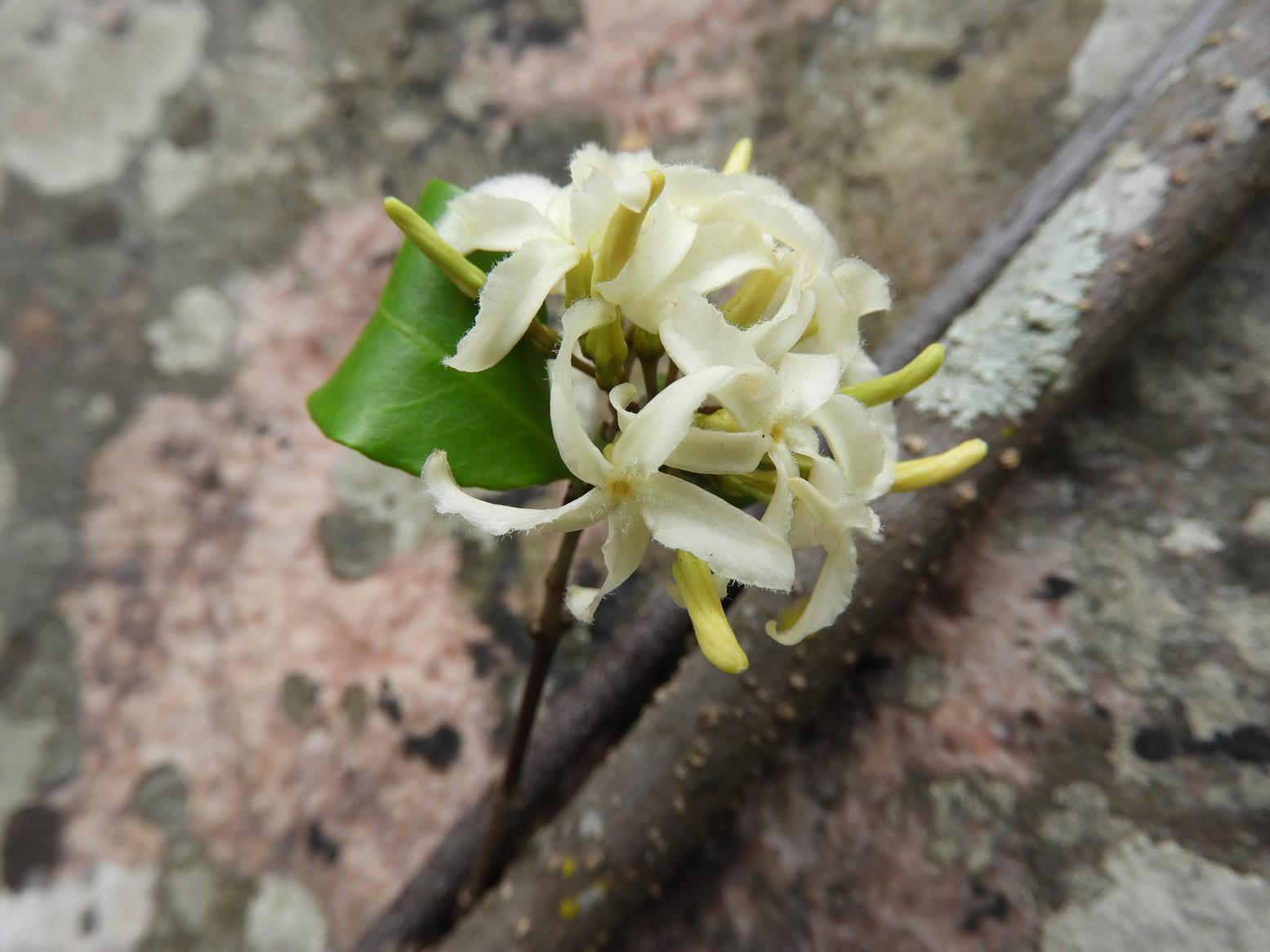 Ancylobothrys amoena