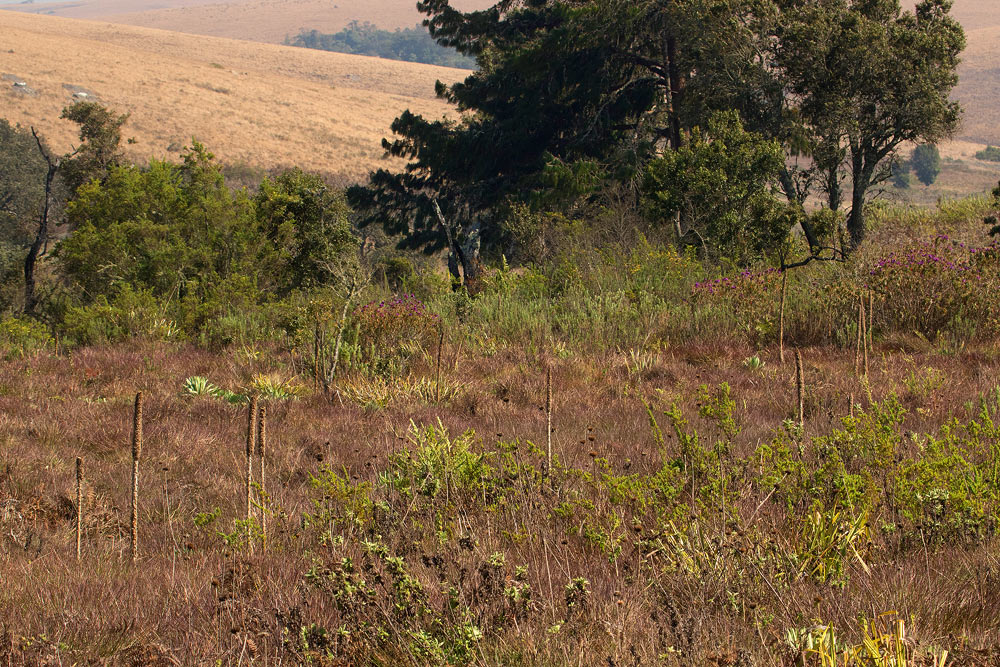 Lobelia mildbraedii Lobelia mildbraedii