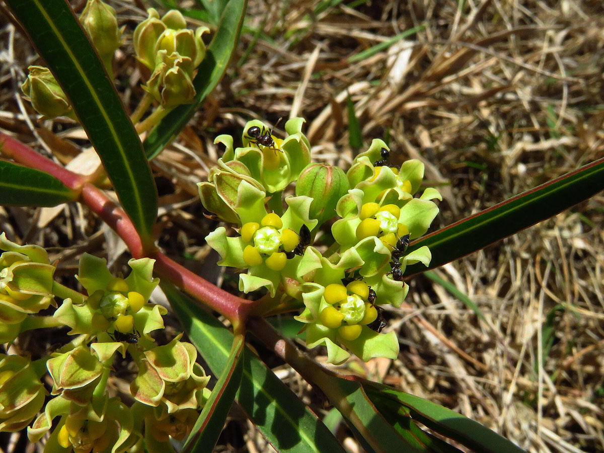 Glossostelma nyikense