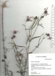 Bidens rubicundula