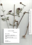 Bidens urceolata