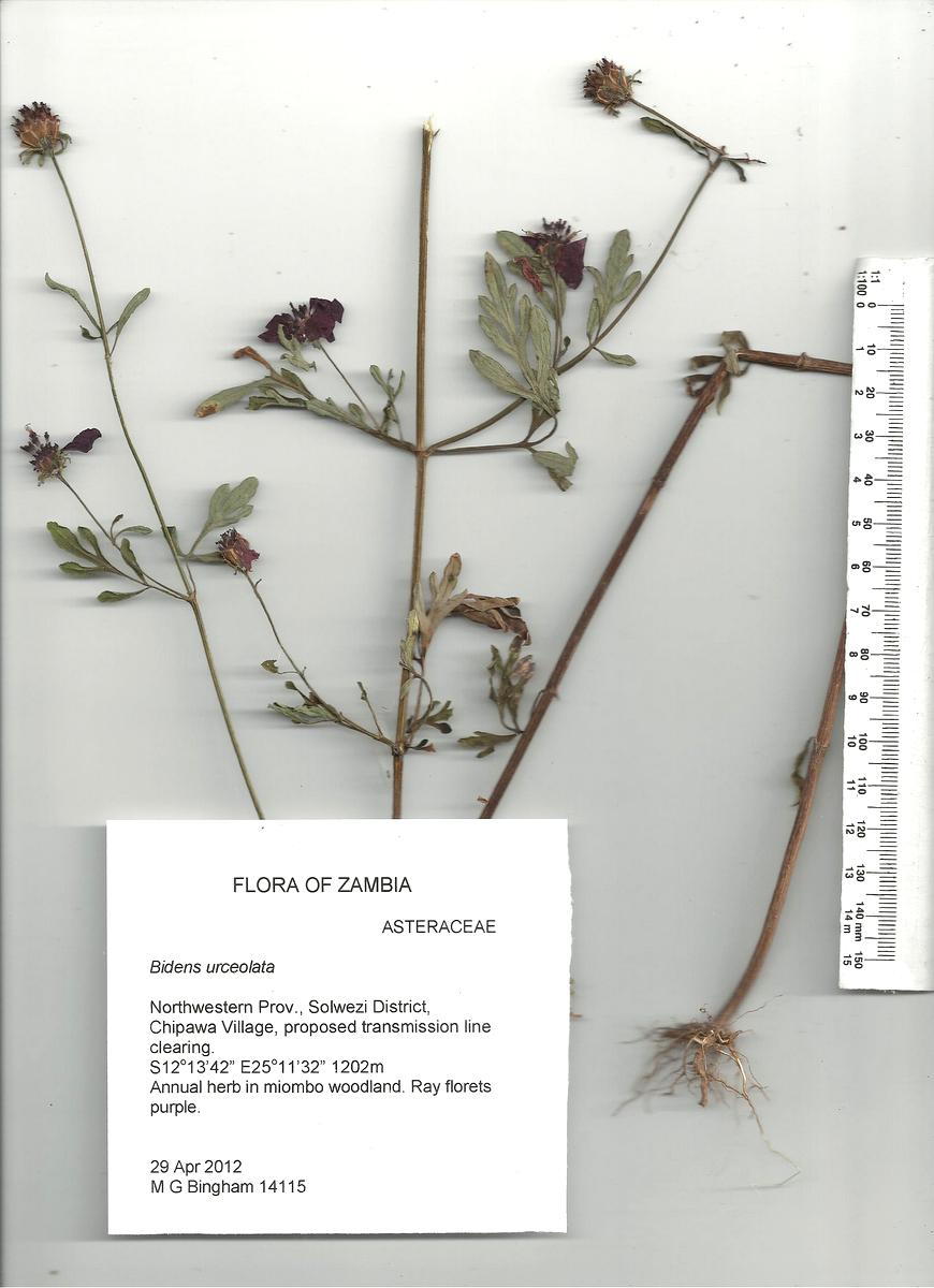 Bidens urceolata