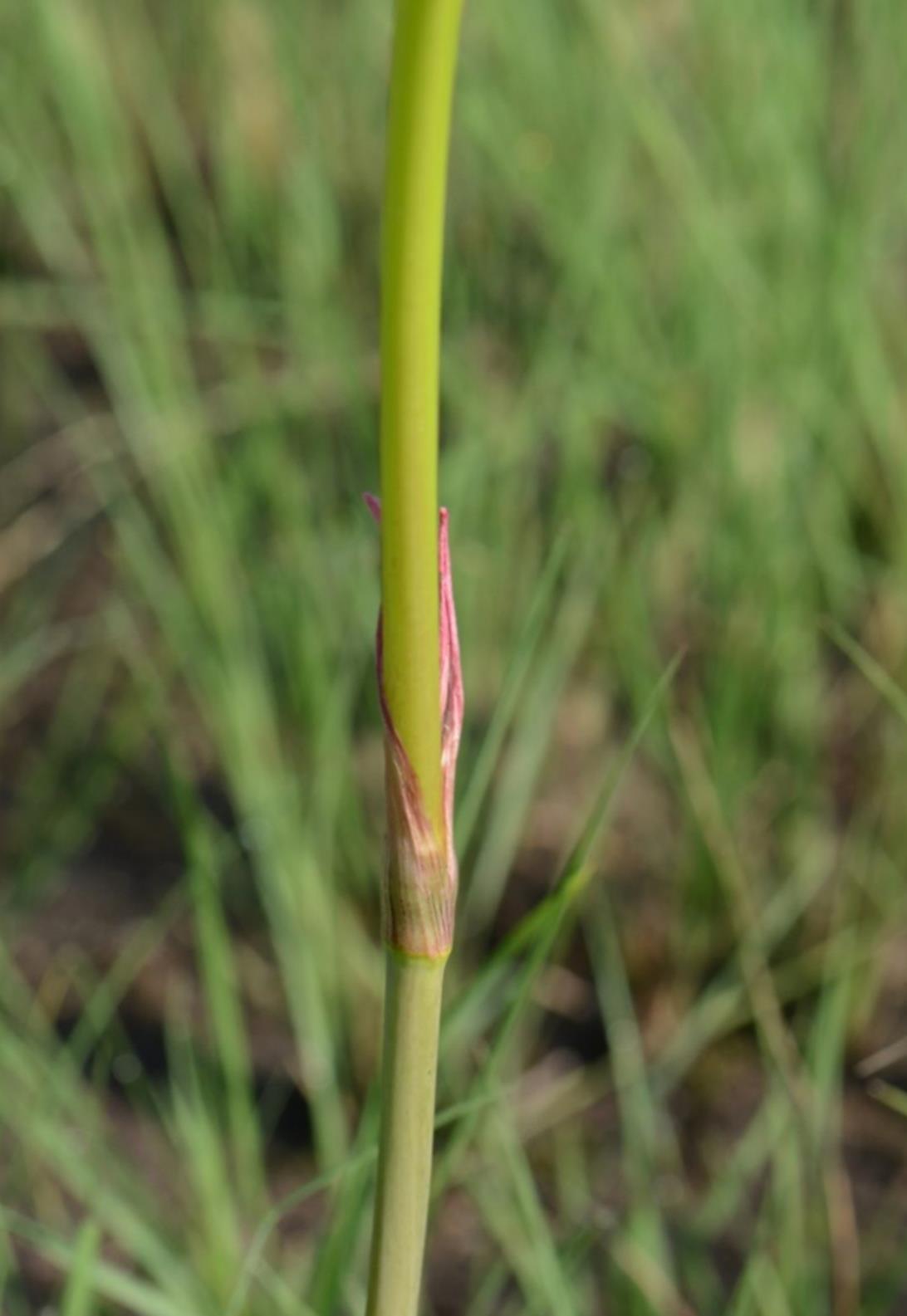 Crinum carolo-schmidtii