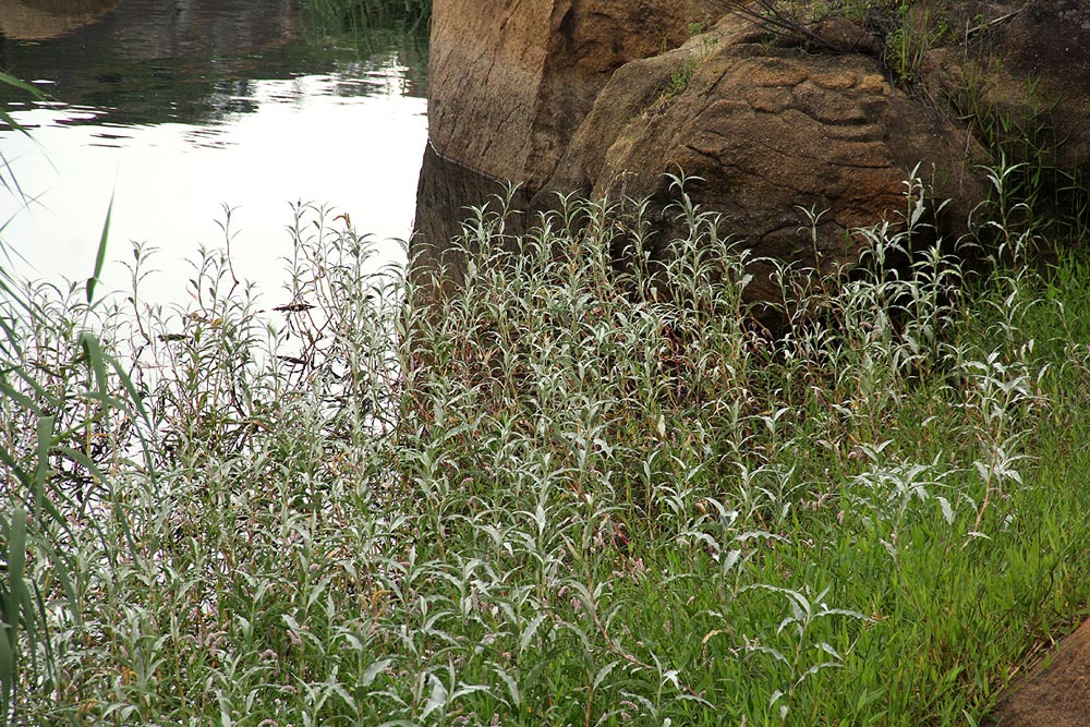 Persicaria senegalensis f. albotomentosa Persicaria senegalensis f. albotomentosa