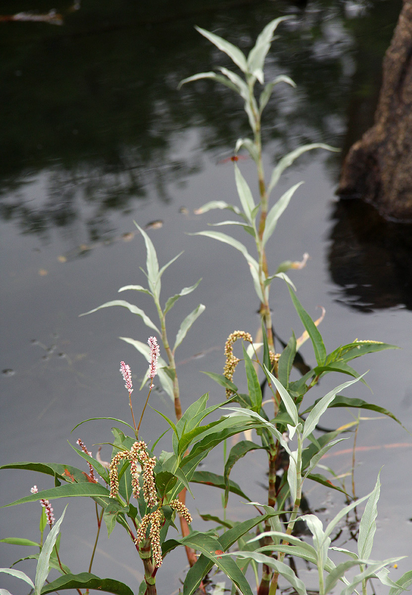 Persicaria senegalensis f. albotomentosa Persicaria senegalensis f. albotomentosa