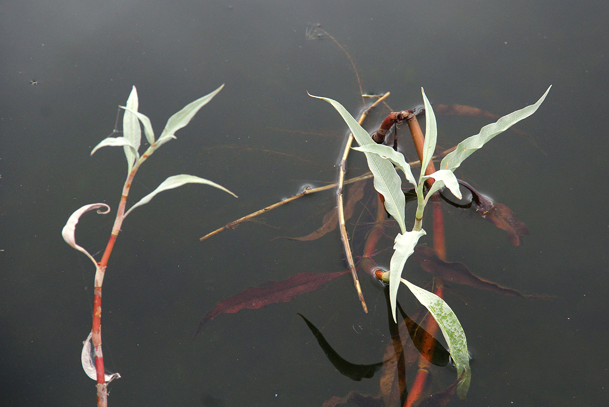 Persicaria senegalensis f. albotomentosa Persicaria senegalensis f. albotomentosa