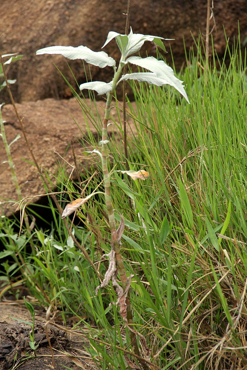 Persicaria senegalensis f. albotomentosa Persicaria senegalensis f. albotomentosa